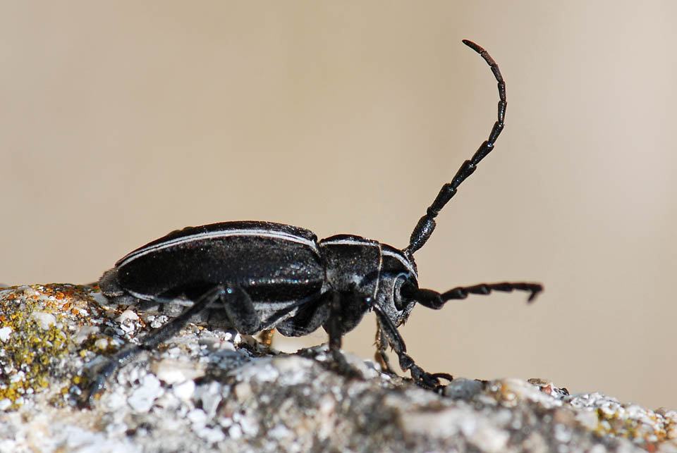 Coleottero  da identificare: Dorcadion arenarium